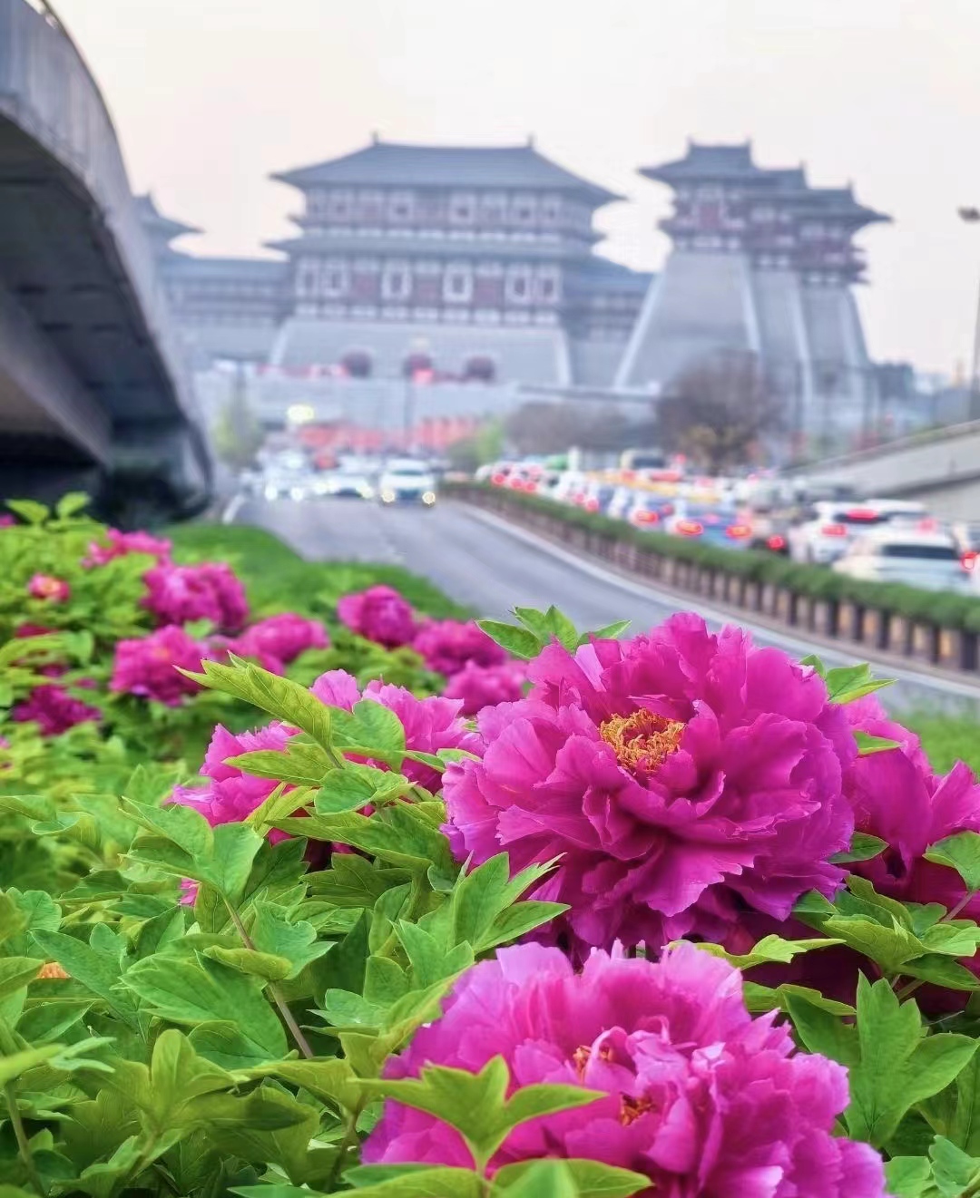 牡丹花开春日宴(图2)